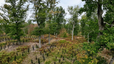 France promised a billion trees in ten years, and its Council of State has now struck down the decree that paid for it In 2022, France promised 1 billion trees within a decade; four years later, a court struck down the decree funding the programme