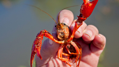 Fifty years ago, American red crayfish were introduced to Spain's Guadalquivir River basin, and they have since established a permanent presence. These aggressive invaders have wreaked havoc on local wildlife and disrupted aquatic ecosystems. Yet, local communities have successfully built an economy around their harvesting and processing. This dependence has sparked legal disputes, resulting in a compromise that permits regulated harvesting, balancing ecological health with economic viability. In 1974, Spain imported two tons of American red crayfish for aquaculture; 50 years later, the species cannot be removed