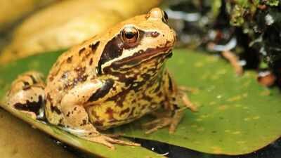 Representative Image (Image Credit: Canva) Scientists identified seven new diamond frog species in Madagascar after a 12-year search through forests and museum collections