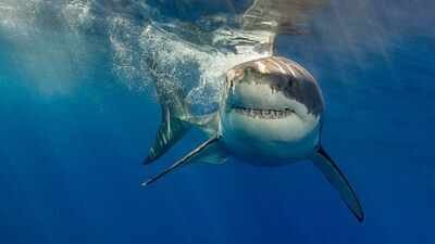 With rising ocean temperatures, great white sharks are migrating further north than ever documented. Researchers suggest that these formidable predators might already be silently exploring British waters. This phenomenon signifies a broader ecological crisis, forcing various marine species to adapt their hunting and migration patterns in response to shifting sea temperatures, highlighting the urgent need for conservation efforts. As UK oceans warm up, experts warn great white sharks are 'already lurking off beaches' and another toothy predator could follow