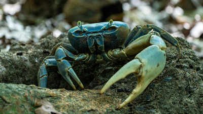 How beetles and crabs help forests spread seeds Scientists found slugs, beetles and crabs spread seeds for 186 plant species; one crab can swallow more than 1,000 in a night