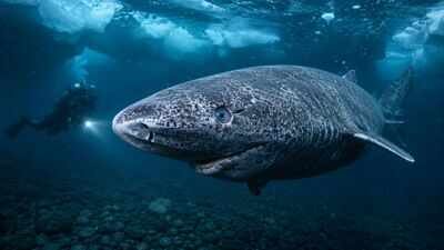 image AI generated Scientists discover Greenland sharks can survive for centuries with functioning eyesight, overturning the long-held belief that they are blind