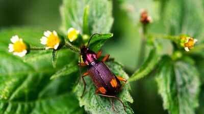 Bombardier beetles possess a unique defense mechanism involving explosive chemical sprays. These insects mix chemicals to create a hot, noxious spray for protection. Their specialized internal structures allow them to survive these powerful self-inflicted explosions. Bombardier beetles can fire their chemical bombs multiple times before needing to escape. These fascinating insects have evolved remarkable adaptations for survival in various ecosystems. The insect that carries its own bomb: How the bombardier beetle turns chemistry into a weapon against its predators