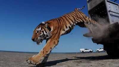 Kazakhstan has released adult Amur tigers into the wild after a 70-year absence. This reintroduction follows extensive habitat preparation and prey population restoration efforts. Scientists confirmed the genetic similarity between extinct Turanian and current Amur tiger populations. The country has implemented a comprehensive conflict-prevention system for human-tiger coexistence. This significant conservation initiative aims to re-establish tigers in their historic Central Asian range. Kazakhstan's Caspian tiger was declared extinct due to hunting by the military and prey reduction, now the country has released its first tiger in the wild after 70 years