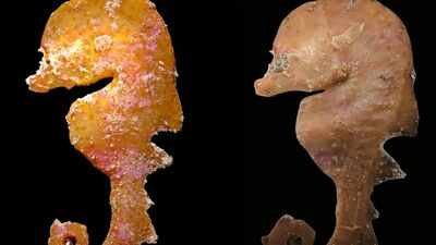 Image Credit: Journal of Lost Species In 2006, a tiny deep-reef fish was pulled from deep water off South Australia and misidentified; nearly 20 years later, scientists recognised a new species