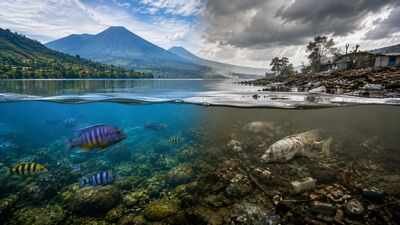 The African Great Lakes contain more than 25% of Earth's surface freshwater, yet many of their unique species face extinction