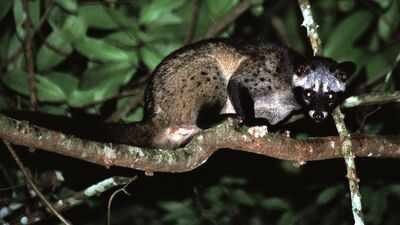 Asian palm civet. Image Credit: Bernard DUPONT/Wikipedia Coffee beans found in Civet poop used to make one of the world’s most expensive Kopi Luwak coffee which costs thousands of dollars per kilogram
