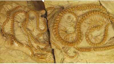 Overview of Hibernophis breithaupti (UW11120 on two blocks), showing holotype (UW-11120-A) and paratype (UW-11120-B) specimens as exposed on the surface. Image Credit: Zoological Journal of the Linnean Society Scientists discovered four snakes curled together in a burrow for 38 million years as the volcanic ash preserved their remarkable fossils