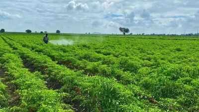 A farmer in Kurugodu, Ballari district, sprays bio-pesticide on a chilli crop to control the infestation of black thrips, one of the most destructive pests affecting chilli cultivation across Karnataka. From Bengaluru to Raichur, Black Thrips sting Karnataka’s chilli belt