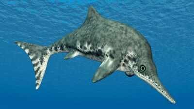 Representative Image (Canva) Neutron scans of a 100-million-year-old Queensland ichthyosaur found fish, cephalopods and a pterosaur in its stomach; crushing bite marks point to giant Kronosaurus