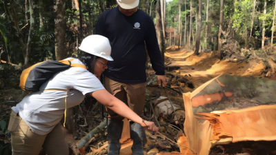 Wood samples being collected for cellulose isotope analysis. Credit: CENA-USP Brazilian scientists sampled 800 trees across 63 Amazon locations; their atomic fingerprinting model can exclude 92% of the forest when tracing suspicious timber