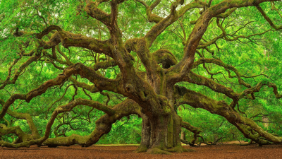 Scientists reviewed 54 Asian oak species; 40 had no backup in any botanical collection Scientists reviewed 54 Asian oak species; 40 had no backup in any botanical collection, while one may already be extinct in the wild