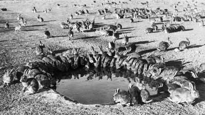 Australia's catastrophic rabbit invasion sparked by a few dozen British bunnies In 1986, Australia eradicated rabbits from an island stripped bare by 150 years of grazing; native vegetation and seabird habitat are returning