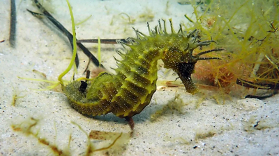 UK officials issued a legal warning after protected seahorses were disturbed; divers should observe for under five minutes and never touch or pursue them