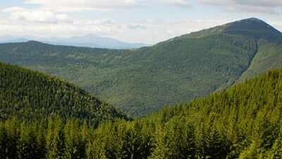 Representative image Since 2018, Europe’s forests have lost 46% more biomass per hectare each year; drought and bark beetles are weakening a carbon sink that stored 72% less CO2 in 2020–2022