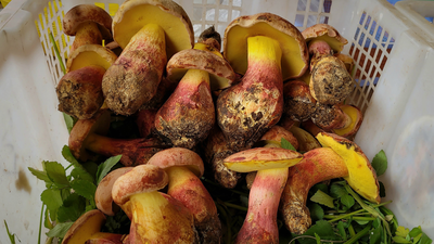 Lanmaoa asiatica is a popular edible mushroom species sold in Yunnan that induces Lilliputian hallucinations when undercooked. In 1934, scientists heard reports of mushrooms causing visions of tiny people; in 2026, DNA linked the phenomenon to one species in China and the Philippines