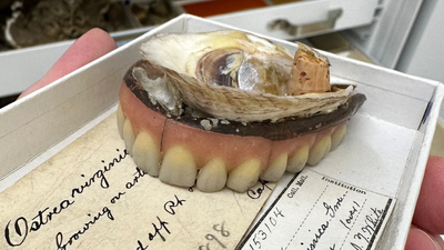 An eastern oyster (Crassostrea virginica) attached to an upper set of artificial teeth (Source: Smithsonian Institution) In 1898, Chesapeake Bay was so full of oysters that one grew on a lost set of dentures; today, more than 99% of the historic native population has disappeared