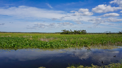 Orlando Wetlands In 1987, Orlando put 1,200 acres of constructed wetlands to work cleaning reclaimed water; the system now polishes about 5.11 billion gallons a year