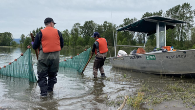 Brian Ekstrom and Lance Downing pulling the beach seine to collect juvenile fish at a restoration site on the lower Columbia River In 2020, engineers pumped 225,000 cubic yards of dredged sediment into the Columbia River; it became four new islands now being studied as salmon habitat