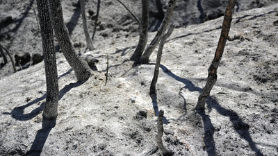 Record heat hits farms as Asia endures extreme summer (Representative image) Potatoes 'boiling' in ground, livestock dead: Record heat ruins harvest in South Korea, Japan, Hong Kong