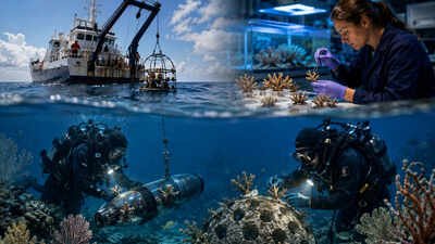 Representative Image (AI-generated) In 2010, Deepwater Horizon damaged deep-sea coral habitats; 16 years later, NOAA divers are planting lab-grown colonies to help rebuild them