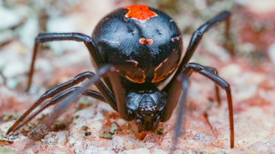 Breeding scheme to produce backcross males and (b) possible inheritance patterns of self-sacrificial mating traits. Credit: Biology Letters (2026) Male redback spiders somersault directly towards a female’s fangs during mating; scientists found the bizarre behaviour may come from surprisingly simple genetics