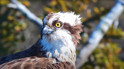 Dorset Osprey. Credit: Birds of Poole Harbour In 2017, conservationists began moving young ospreys from Scotland to Dorset; five years later they bred in southern England for the first time since 1847