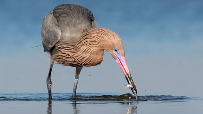 Welcome to the Island Where Egrets Rule In 1923, wardens began protecting a 35-acre Texas island where the state’s last reddish egrets survived; one family lived there full time in a two-room hut, and today it holds the world’s largest nesting colony