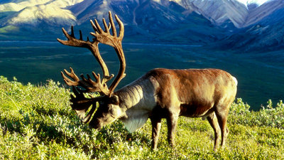 Alaskan caribou In 1958, the US moved 25 caribou to an Alaska island as emergency food for military personnel; by 2005, their herd had grown to 2,750