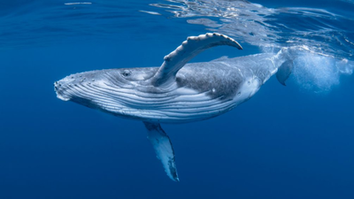 After commercial whaling nearly erased them, blue and fin whales are slowly reclaiming the southeast Atlantic Commercial whaling killed 350,000 blue whales and 725,000 fin whales; more than 40 years later, the giants are slowly returning to the southeast Atlantic