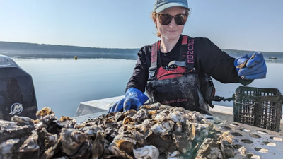 3-Dimensional Cultivation of Oysters Automated with Solar Tumbling A Maine oyster farm is testing a solar-powered floating conveyor that moves oyster baskets through water and air; one raft is designed for 125,000 oysters a year
