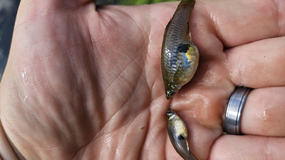Hawaii introduced mosquitofish to control mosquitoes In 1905, Hawaii introduced mosquitofish to control mosquitoes; the tiny fish later became linked to declines of native damselflies and other threatened species