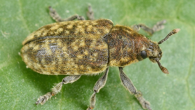 Thistle Head Weevil In 1969, the US released a European weevil to control invasive thistles; it later fed on more than 30 native species, including at least seven rare or endangered plants