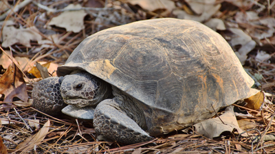 The gopher tortoise is a land-dwelling reptile native to the southeastern United States that digs deep burrows used by hundreds of other animals. Mississippi landowners restored woodland for gopher tortoises; two decades later the same habitat became a release site for nearly 500 endangered frogs