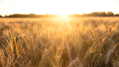The four-hectare barley field was abandoned in 1961 after researchers harvested its final crop, allowing nature to take over without further human intervention. In 1961, British scientists stopped farming a 4-hectare barley field and left it alone; 60 years later, it had turned itself into a complex native woodland