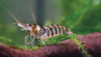 Dwarf Freshwater Shrimps In 1968, Montana began stocking tiny shrimp to feed kokanee salmon; after they reached Flathead Lake, the salmon collapsed and hundreds of bald eagles and bears lost a reliable food source