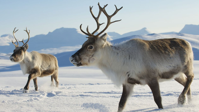 In 1911, Norwegian whalers released 10 reindeer on South Georgia for food and hunting In 1911, Norwegian whalers released 10 reindeer on South Georgia for food and hunting; a century later nearly 7,000 were removed after the herds damaged native vegetation