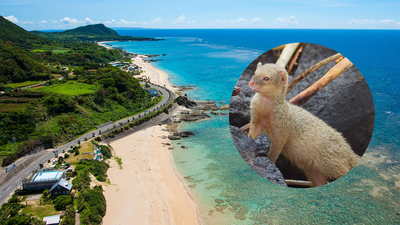 In 1979, about 30 mongooses were released on Japan’s Amami Oshima to control habu snakes In 1979, about 30 mongooses were released on Japan’s Amami Oshima to control habu snakes; their population later grew to roughly 10,000 and threatened rare wildlife, but after decades of trapping Japan declared them eradicated in 2024