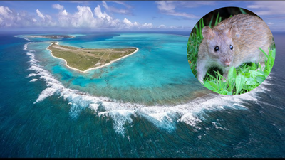 Black rat eradication restored Midway Atoll’s ecosystem, helping Bonin petrels rebound from fewer than 5,000 to over 135,000 breeding pairs Midway Atoll eradicated invasive rats after Bonin petrels had fallen to fewer than 5,000 nesting pairs; by 2008 the seabird colony had rebounded to more than 135,000 pairs