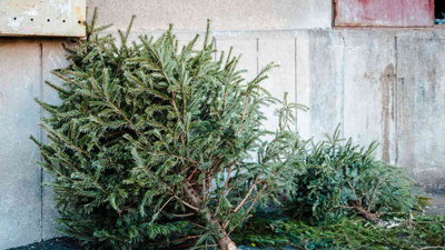 Discarded Christmas trees In 2021, Alabama students began placing discarded Christmas trees along Gulf Coast dunes to trap sand; each year about 200 students now add roughly 3,000 native plants around them