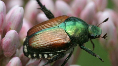 An invasive beetle wiped out black ash trees across parts of North America An invasive beetle wiped out black ash trees across parts of North America; scientists germinated 22,000 seeds, including genetic material from tree populations that no longer survive in the wild