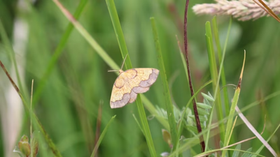 England’s rarest moth In 1952, one of England’s rarest moths was last recorded at a Northumberland estate; more than 70 years later, conservationists returned after the landscape was restored and found a hidden population within 10 minutes