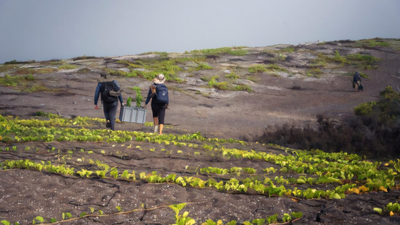 Researchers transporting Galvezia leucantha subsp. Leucantha at the restoration site, preparing for its planting In 2007, only 6 Galápagos snapdragons were known to survive on remote lava fields; after conservationists planted 94 nursery-grown shrubs, the wild adult population has grown to 28
