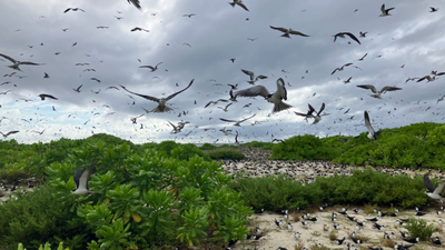 Guy Savy and a partner bought a degraded Seychelles island In 1967, Guy Savy and a partner bought a degraded Seychelles island; after restoring nesting habitat, its sooty tern colony rose from under 20,000 pairs to about 700,000
