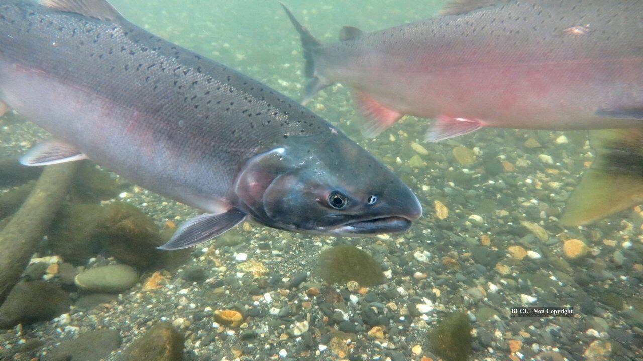 Chum salmon