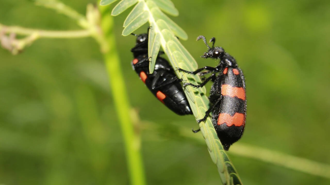 43 peer-reviewed scientific studies  documented internal seed dispersal by at least 51 invertebrate species and 186 plant species.