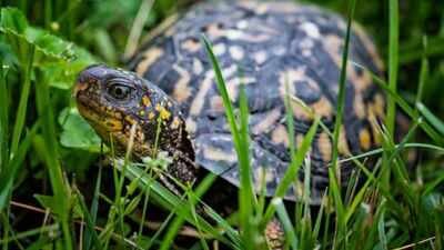 A 1,256-megawatt nuclear reactor on Lake Erie accidentally became a wildlife sanctuary, now spotted turtles nest inside its buffer zone