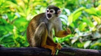 A 1.5-pound squirrel monkey named Goliath was launched from Cape Canaveral in 1961; 35 seconds later, the Atlas E rocket was destroyed after the flight went wrong