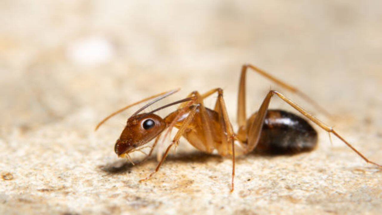 A battle for the honeydew<br><br>