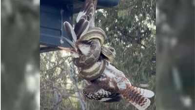 A kookaburra escaped death after snake catchers in Queensland rescued it from the grip of a carpet python A carpet python caught a kookaburra while hanging from a Queensland roof; snake catchers freed the bird and watched it recover within minutes